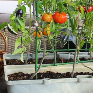 Ogród warzywny na balkonie – jak go urządzić?